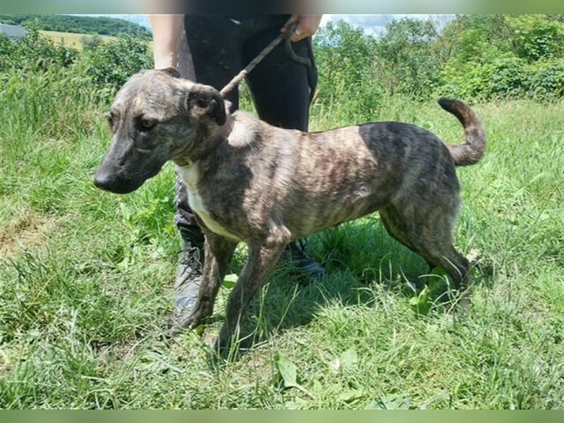 Lessie 2, Holländischer Schäferhund Mischling