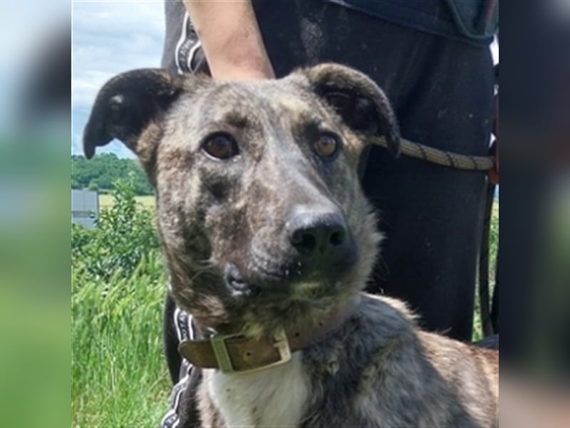 Lessie 2, Holländischer Schäferhund Mischling