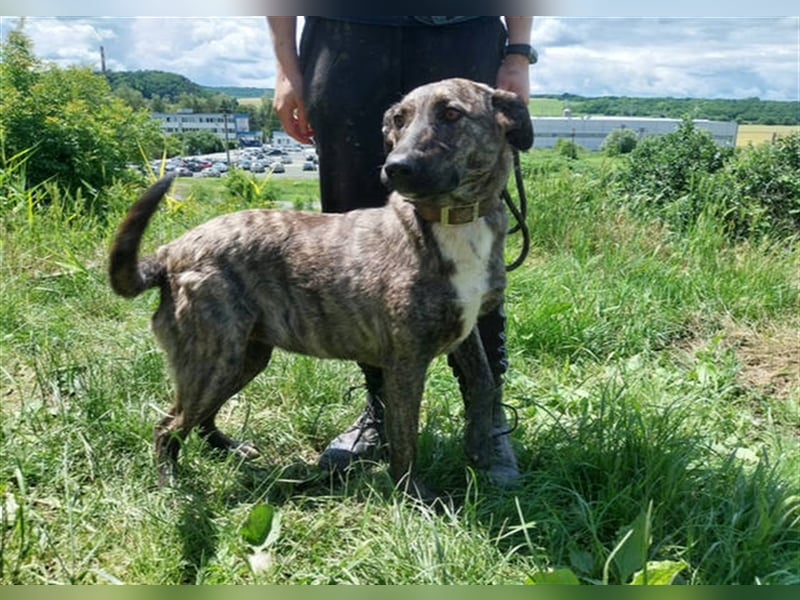 Lessie 2, Holländischer Schäferhund Mischling