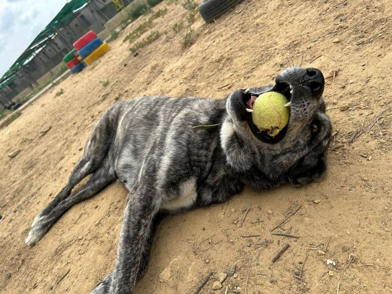 Loba