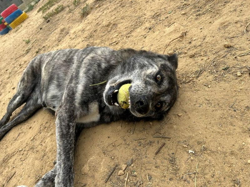 Loba