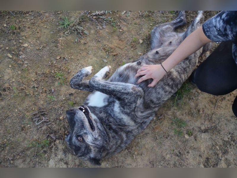 Loba