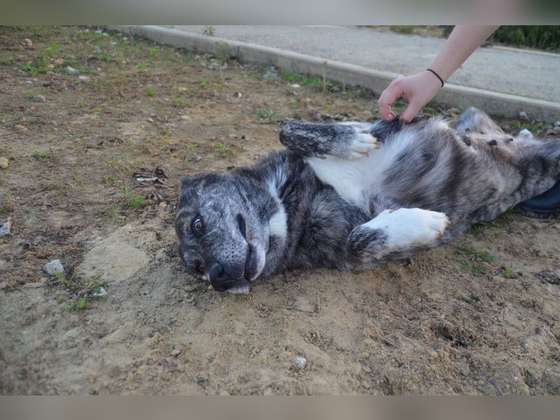 Loba