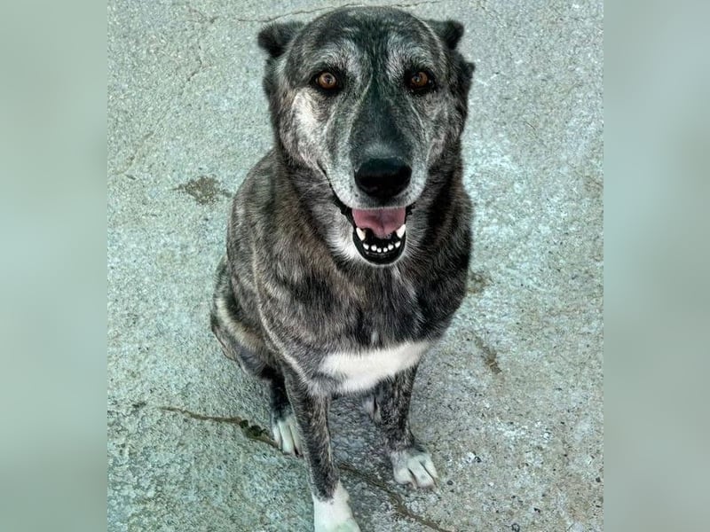 Loba
