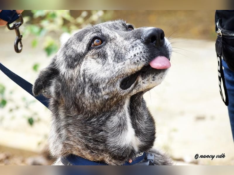 Loba