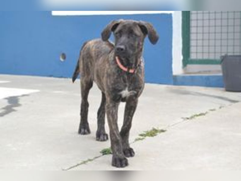 Pipoca, wird mal ein ganz großes Hundemädchen