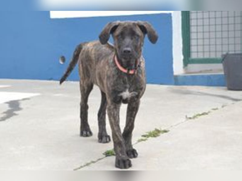 Pipoca, wird mal ein ganz großes Hundemädchen
