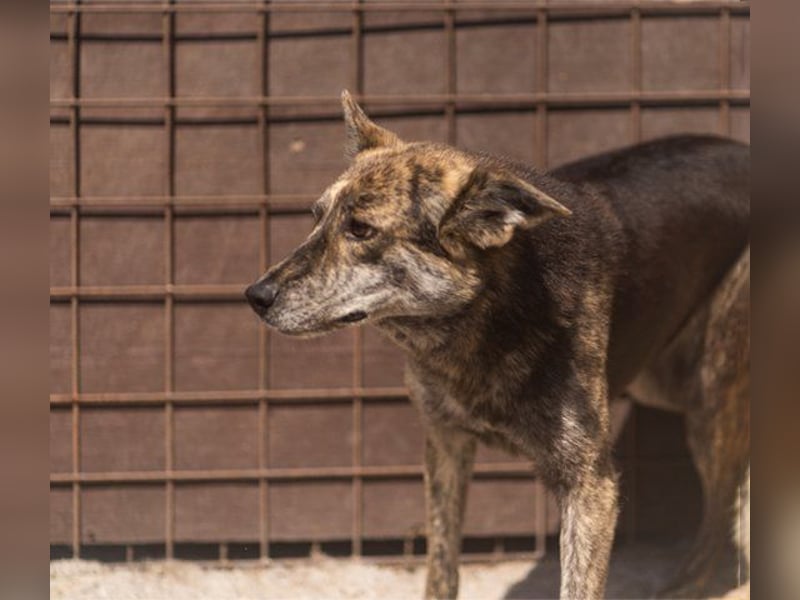 Nala wünscht sich so sehr ein Zuhause