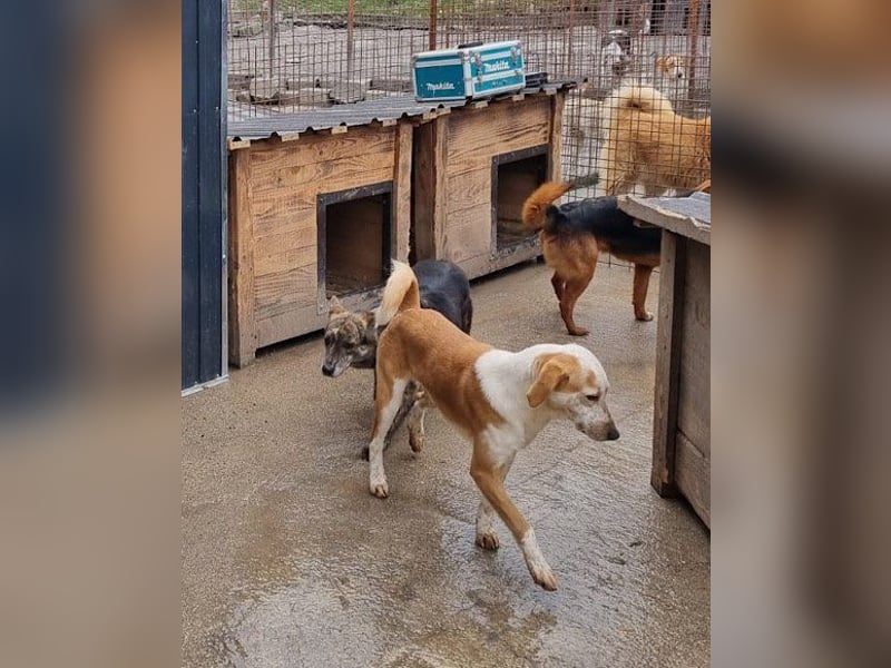 Nala wünscht sich so sehr ein Zuhause
