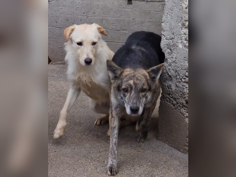 Nala wünscht sich ein Zuhause