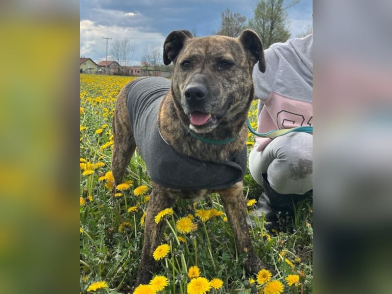Gute-Laune-Luna ❤️ ein Schatz auf 4 Pfoten