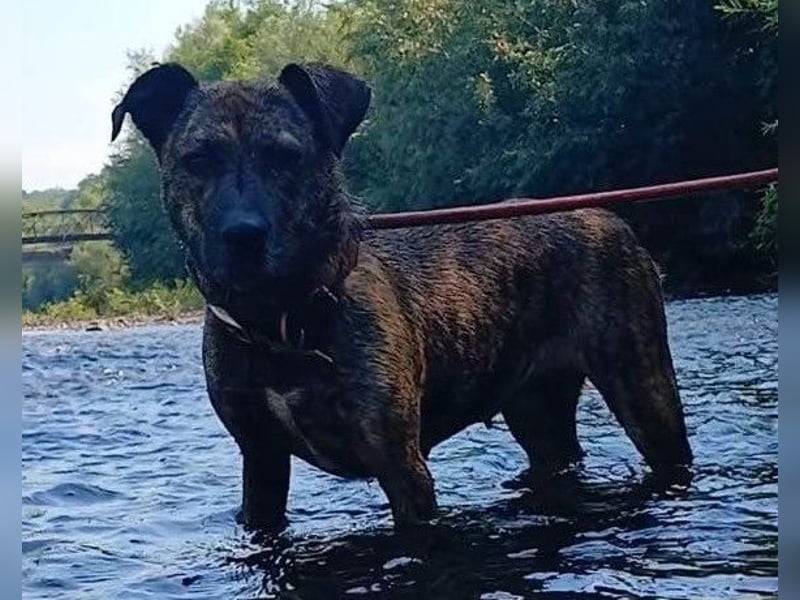 Gute-Laune-Luna ❤️ ein Schatz auf 4 Pfoten