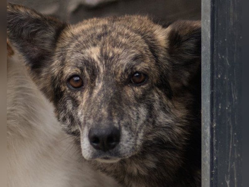 Nala wünscht sich so sehr ein Zuhause