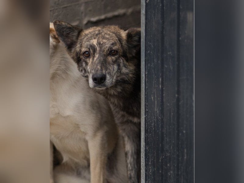 Nala wünscht sich so sehr ein Zuhause