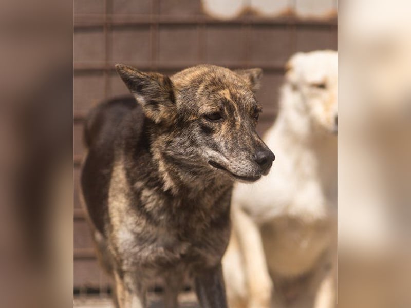 Nala wünscht sich so sehr ein Zuhause