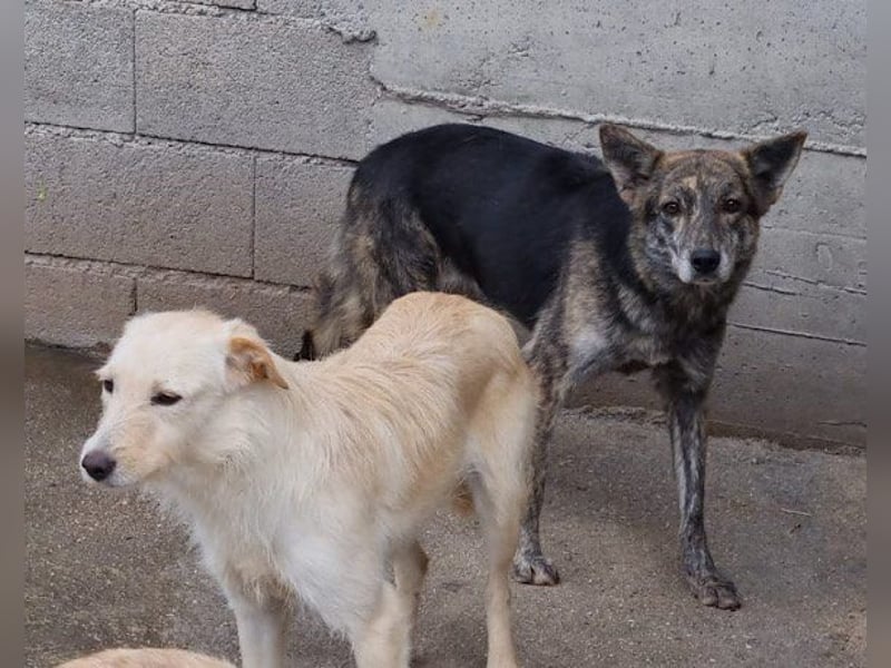 Nala wünscht sich so sehr ein Zuhause