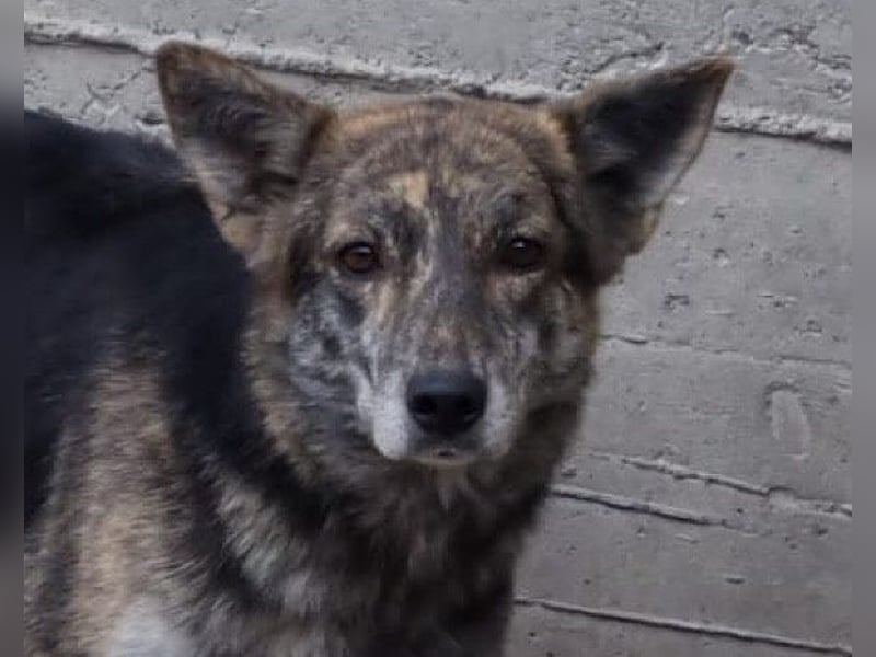 Nala wünscht sich ein Zuhause