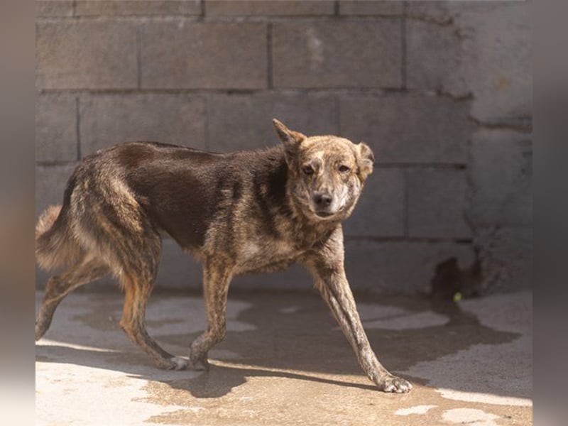 Nala wünscht sich so sehr ein Zuhause