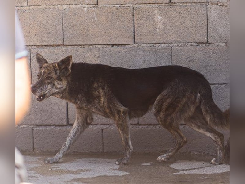 Nala wünscht sich ein Zuhause