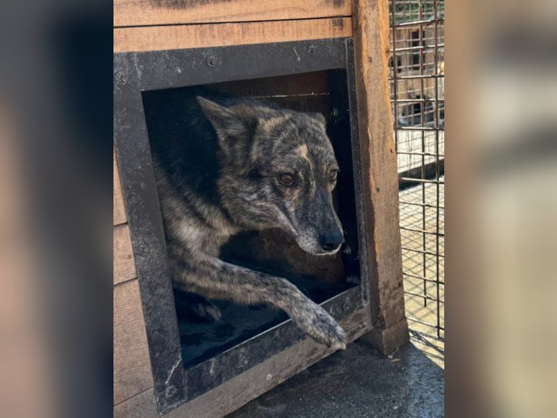 Nala wünscht sich so sehr ein Zuhause