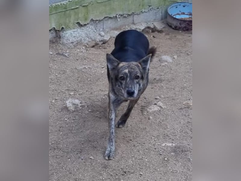 Nala wünscht sich ein Zuhause
