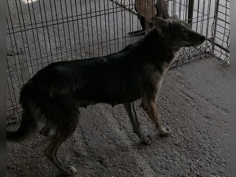 Nala wünscht sich so sehr ein Zuhause