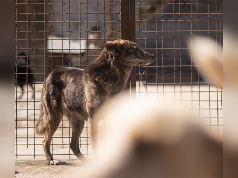 Nala wünscht sich so sehr ein Zuhause
