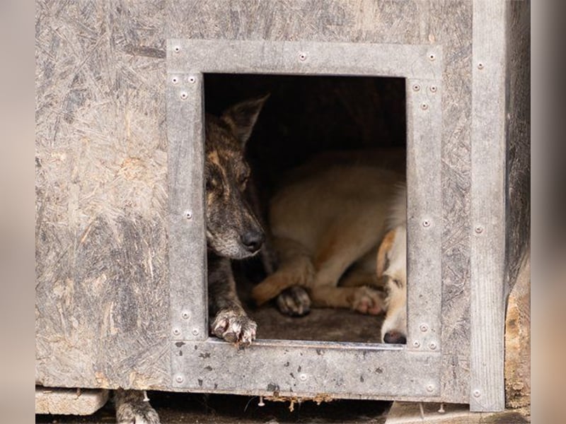 Nala wünscht sich ein Zuhause
