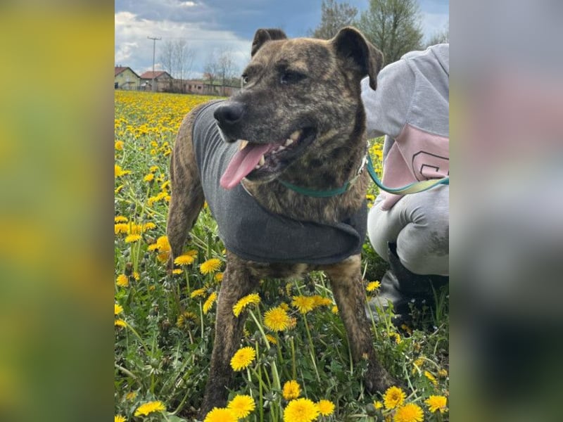 Gute-Laune-Luna ❤️ ein Schatz auf 4 Pfoten