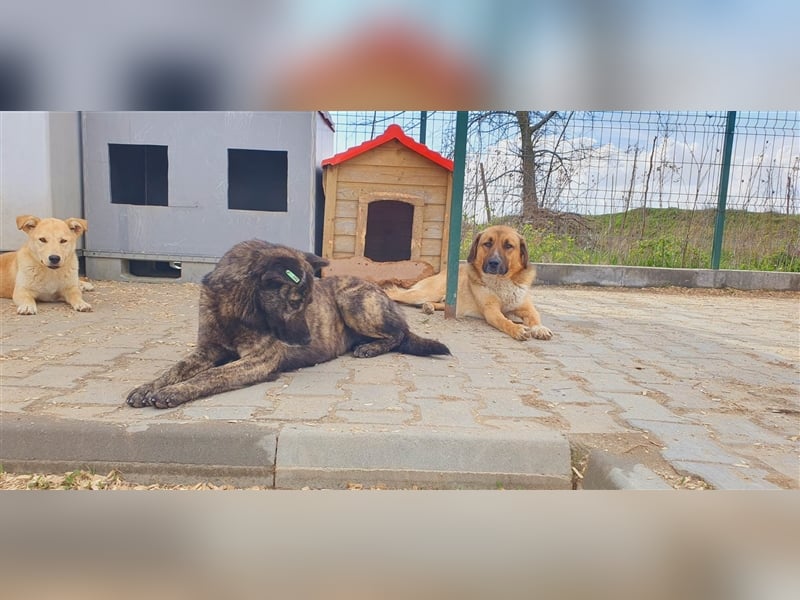 Anka wurde aus der Tötung befreit