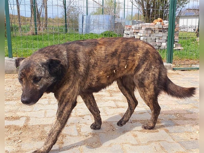 Anka wurde aus der Tötung befreit