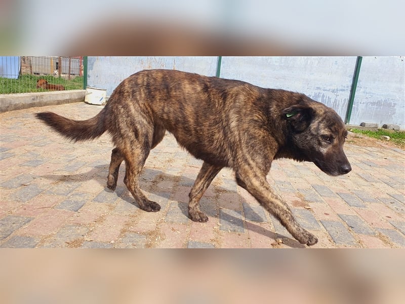 Anka wurde aus der Tötung befreit