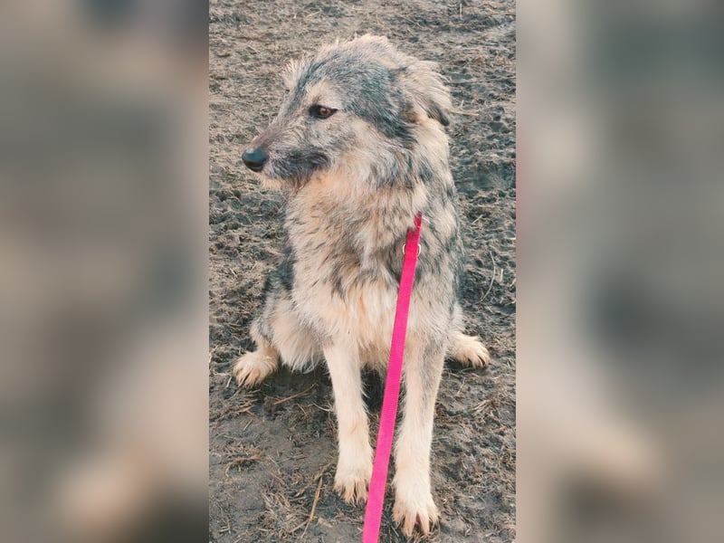 Zora, lieb, süß, traunhaft