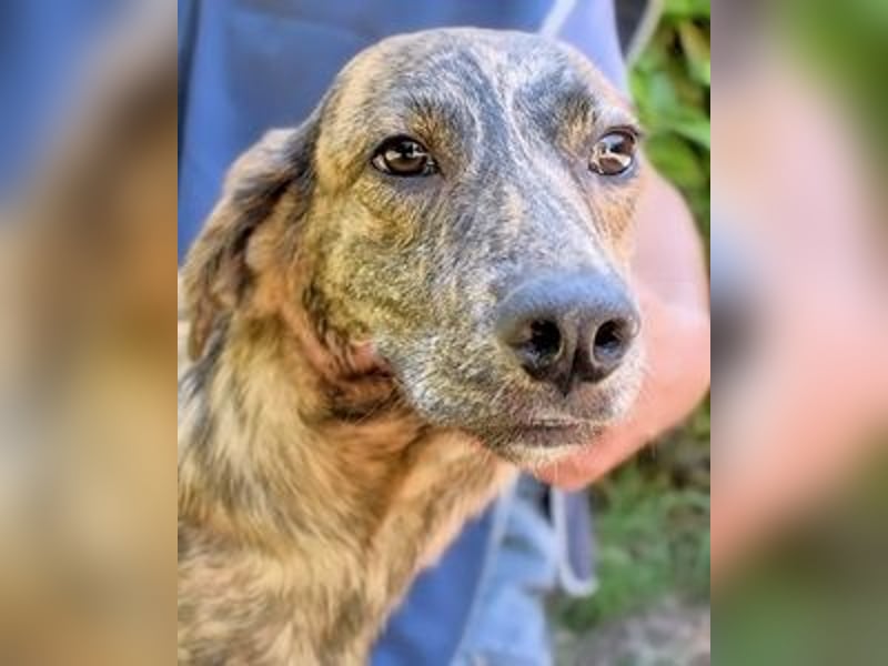 Ulick - Hunde bevorzugt!