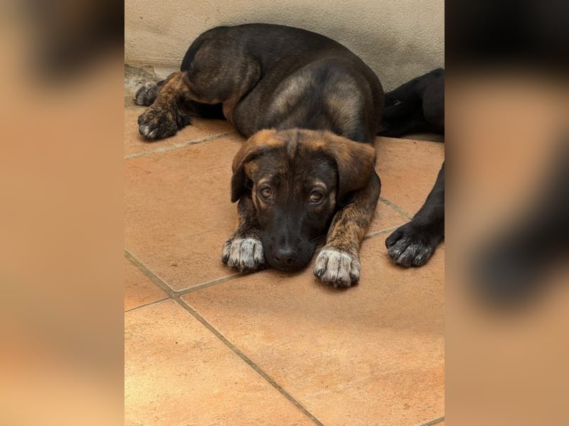 Avena - (dringend Zuhause oder Pflegestelle gesucht) Ist das Glück jetzt zum Greifen nah ?