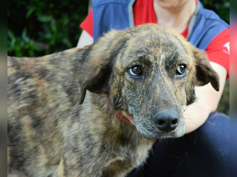 Ulick - Hunde bevorzugt!