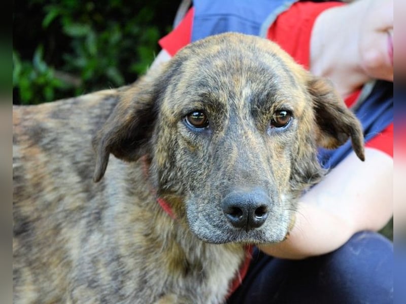 Ulick - Hunde bevorzugt!