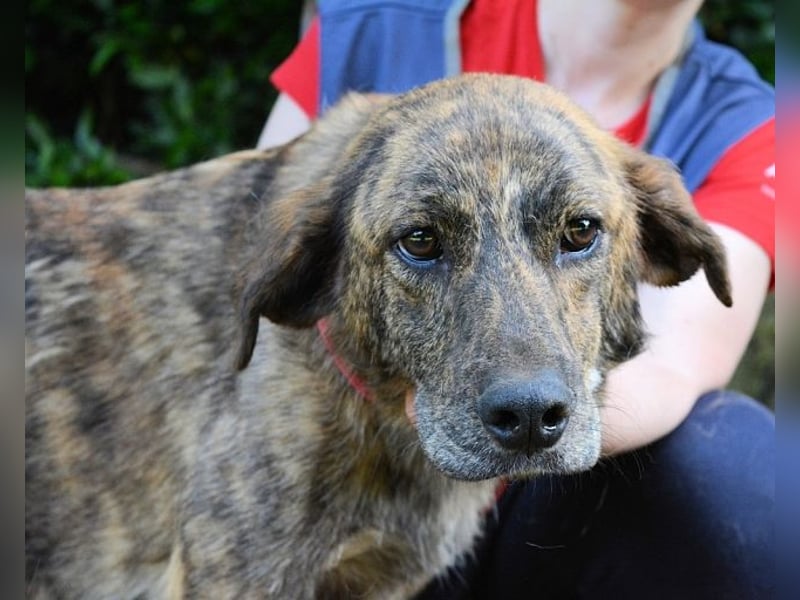 Ulick - Hunde bevorzugt!