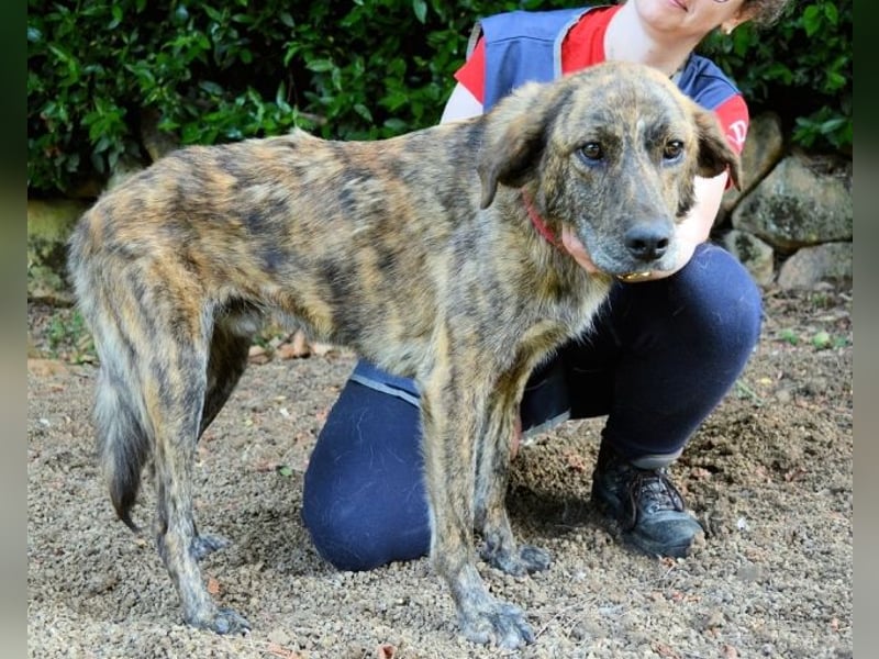 Ulick - Hunde bevorzugt!