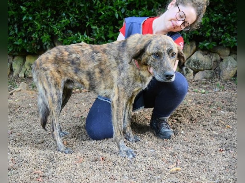 Ulick - Hunde bevorzugt!