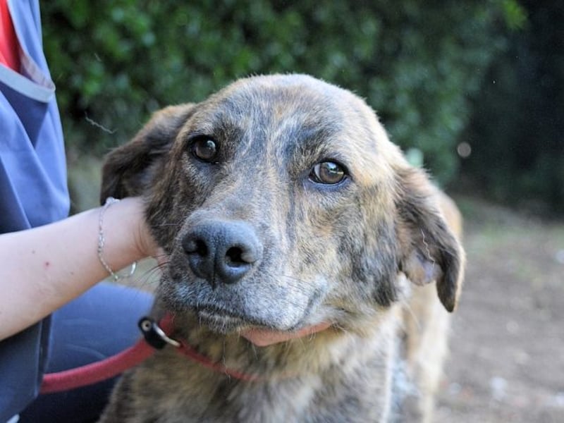 Ulick - Hunde bevorzugt!