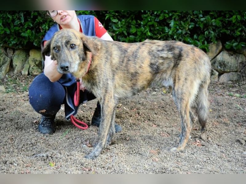 Ulick - Hunde bevorzugt!