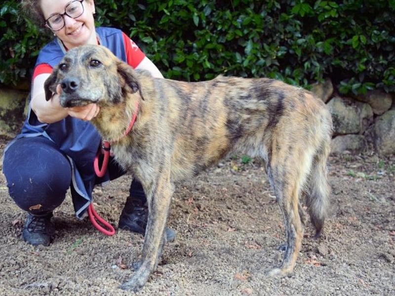 Ulick - Hunde bevorzugt!