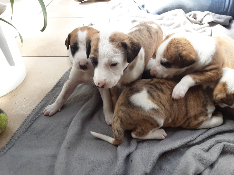 Australian Shepherd Mix