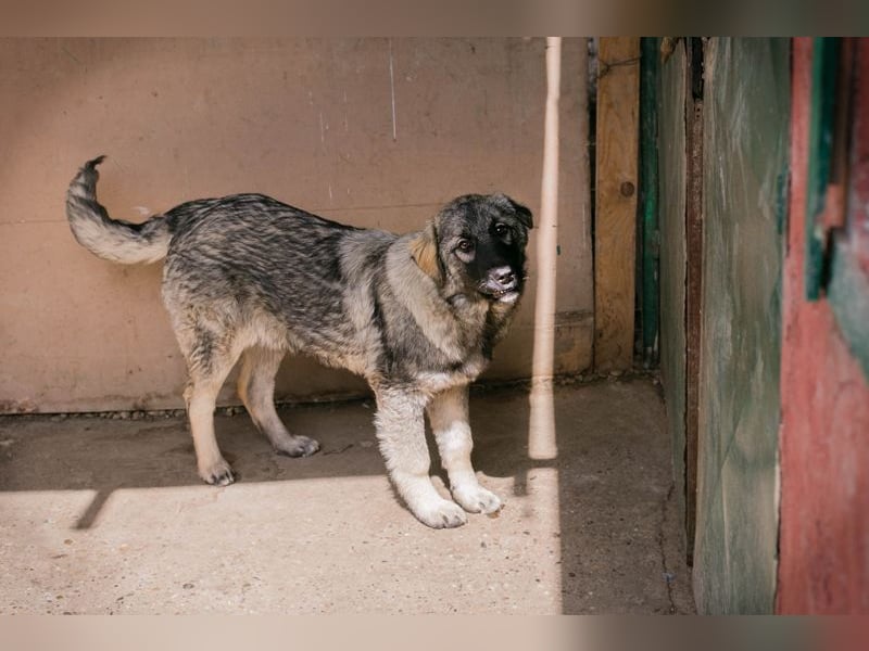 Nada: Hundekind sucht ein Zuhause