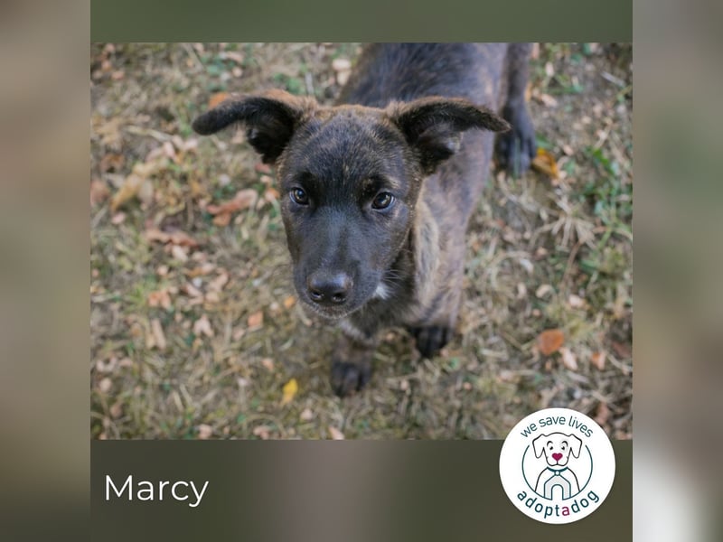 Marcy: Hundekind sucht ein Zuhause