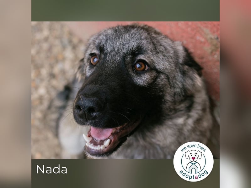 Nada: Hundekind sucht ein Zuhause