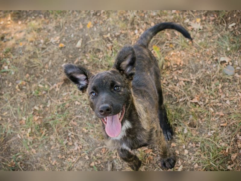 Marcy: Hundekind sucht ein Zuhause