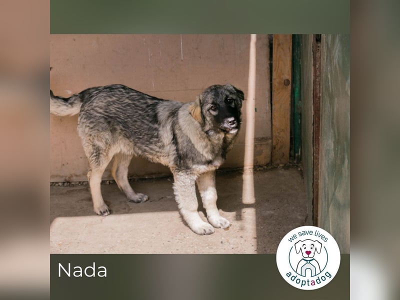 Nada: Hundekind sucht ein Zuhause