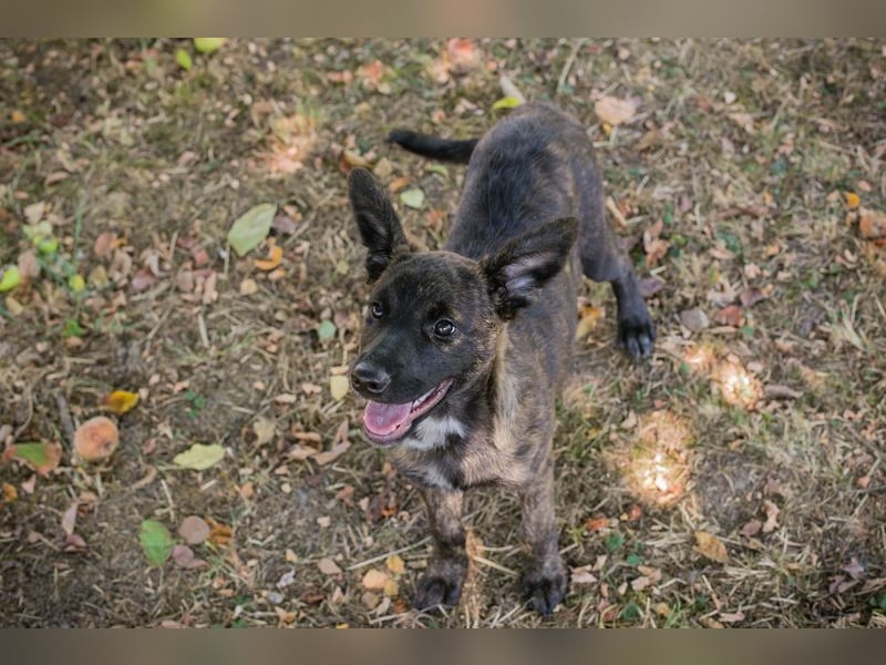 Marcy: Hundekind sucht ein Zuhause